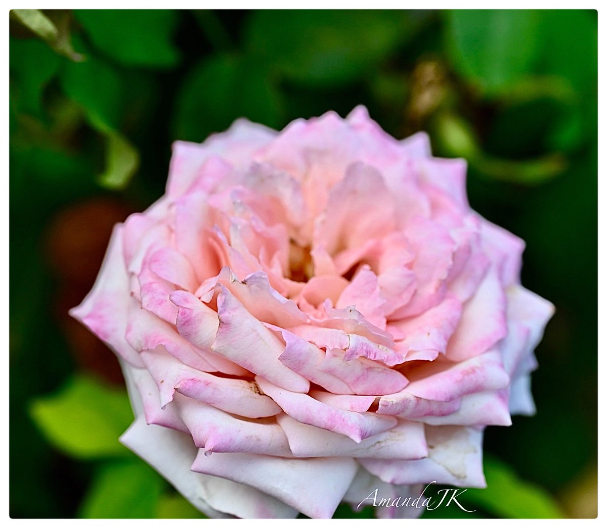 AmandaJK_'s tweet image. Good Morning 𝕏 Friends,

It’s the middle of the week!
Have a fabulous Wednesday everyone 

If you’re still enjoying Tuesday, have a good night🌙🤍

#WednesdayMotivation #photography #myphoto #rose