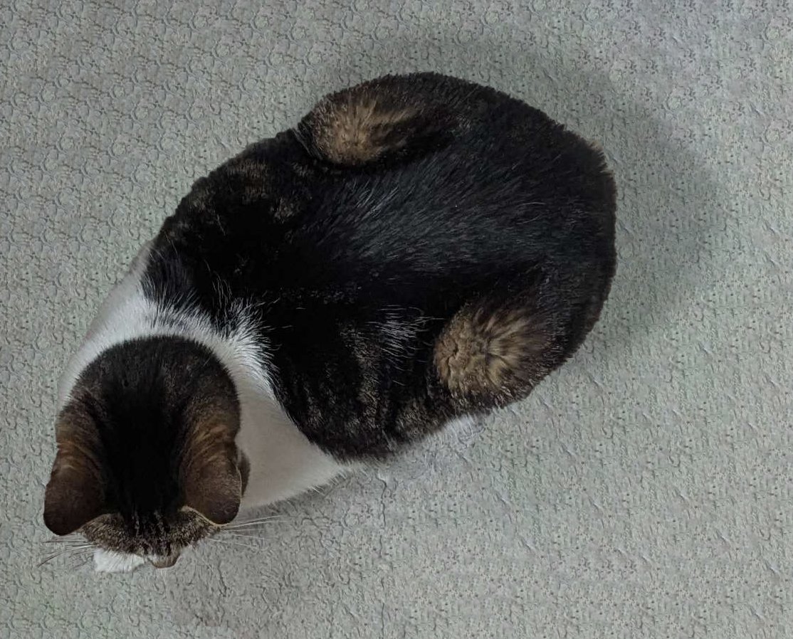 gasterwithatail's tweet photo. I have to put my cat Suki down tommorow if she even survives until tommorow, please look at my precious baby, she deserves for more people to see her before she passes https://t.co/0GFAk1RokD