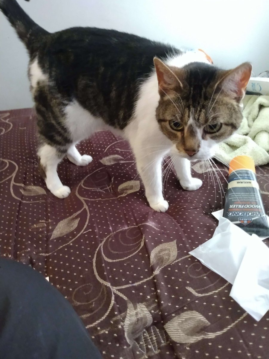 gasterwithatail's tweet photo. I have to put my cat Suki down tommorow if she even survives until tommorow, please look at my precious baby, she deserves for more people to see her before she passes https://t.co/0GFAk1RokD