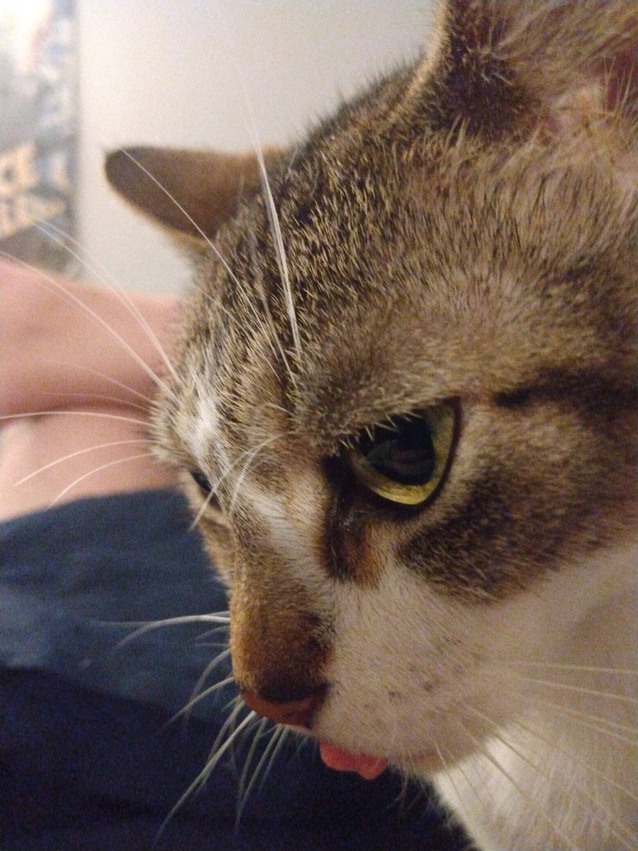 gasterwithatail's tweet photo. I have to put my cat Suki down tommorow if she even survives until tommorow, please look at my precious baby, she deserves for more people to see her before she passes https://t.co/0GFAk1RokD