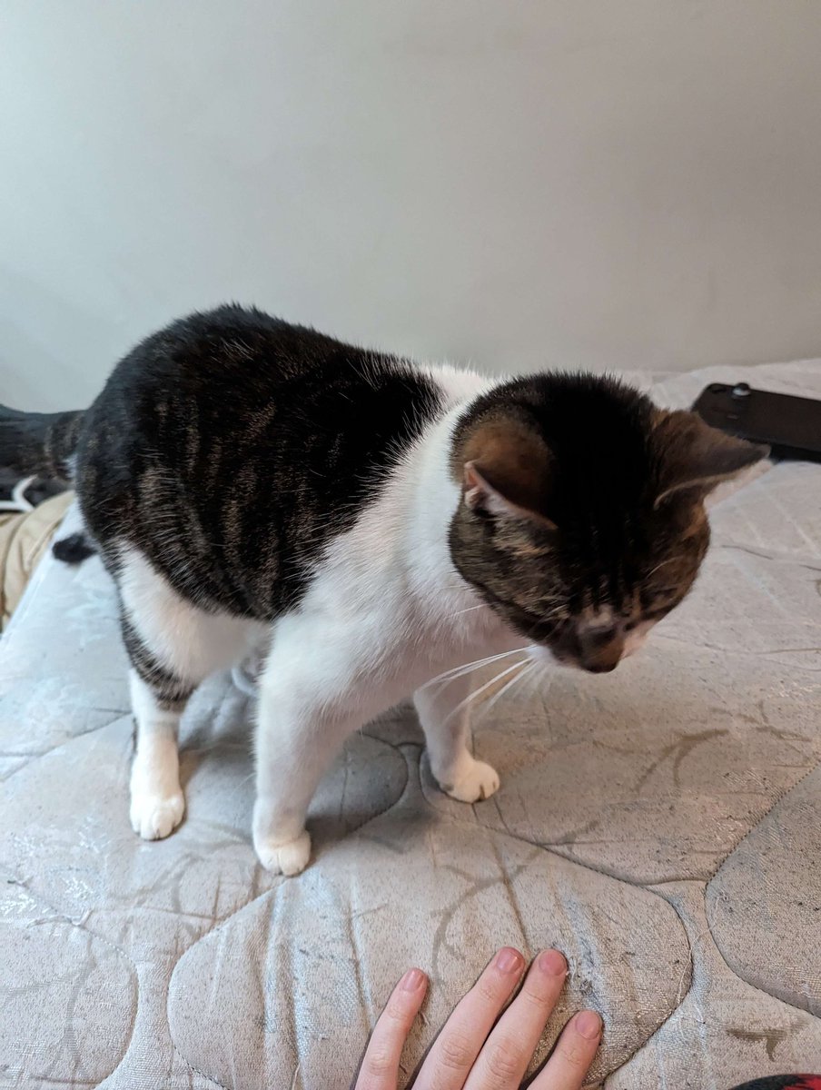 gasterwithatail's tweet photo. I have to put my cat Suki down tommorow if she even survives until tommorow, please look at my precious baby, she deserves for more people to see her before she passes https://t.co/0GFAk1RokD