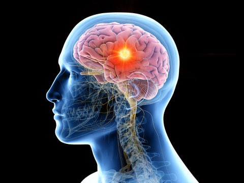 FactVaultInfo's tweet image. While the human brain processes pain signals from the entire body, the organ itself cannot experience pain because it lacks pain receptors (nociceptors). Consequently, patients can remain conscious during brain surgery to provide feedback to the surgeons. #Brain #interesting #fyp
