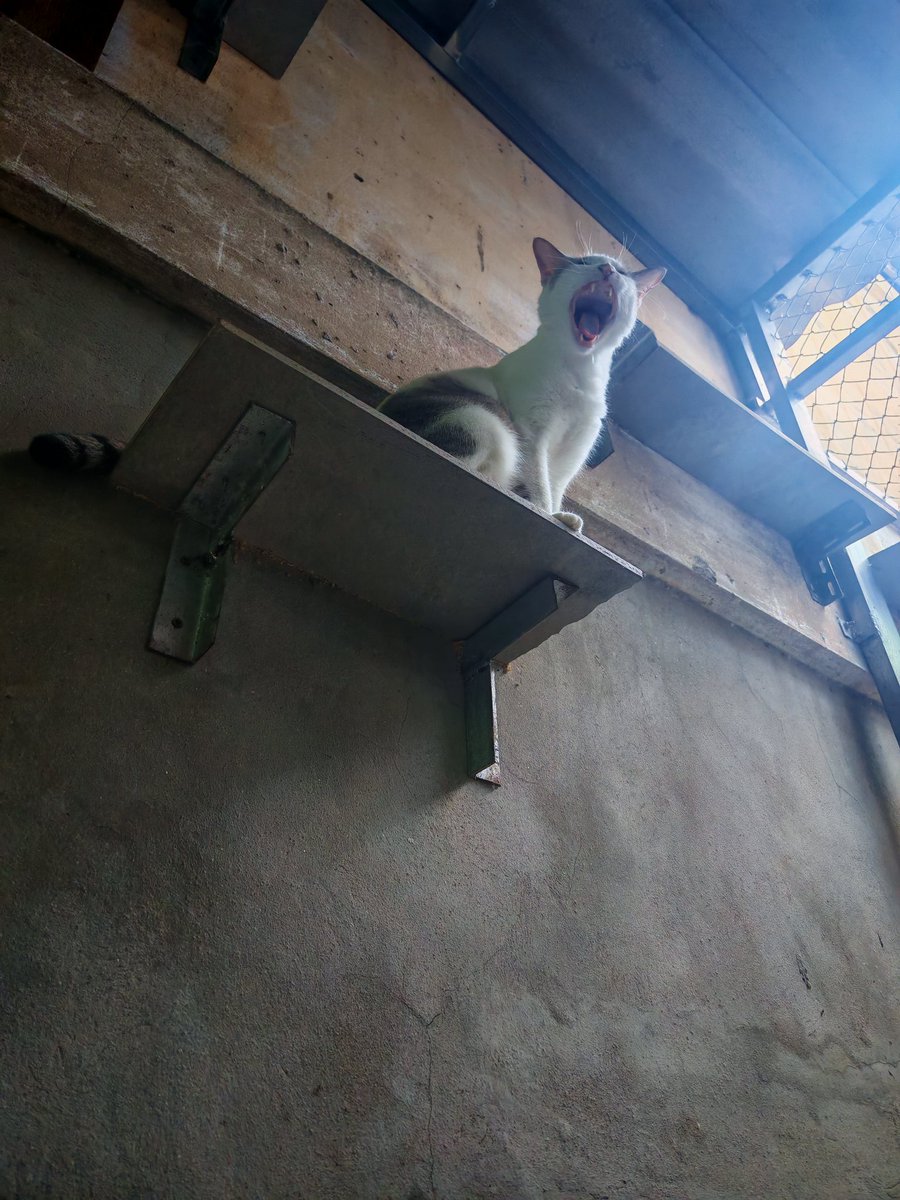 Drako Nya Mio 🌊🎼💙 | มังเนี๊ยวที่โดนแมวป่วน ECR tweet media