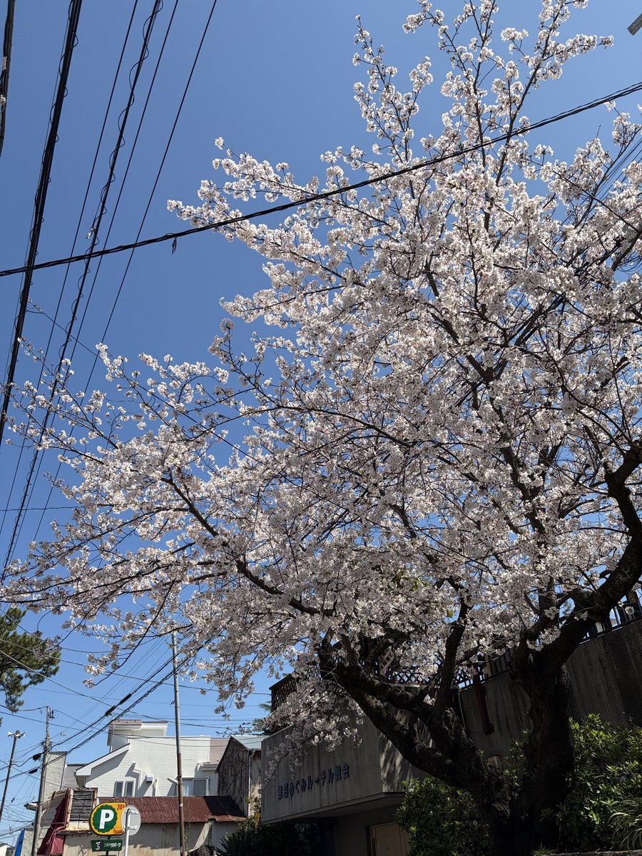 SGoro369's tweet photo. また来年🌸
 #桜
 #春
 #名残惜しい https://t.co/xhMa2d30tr