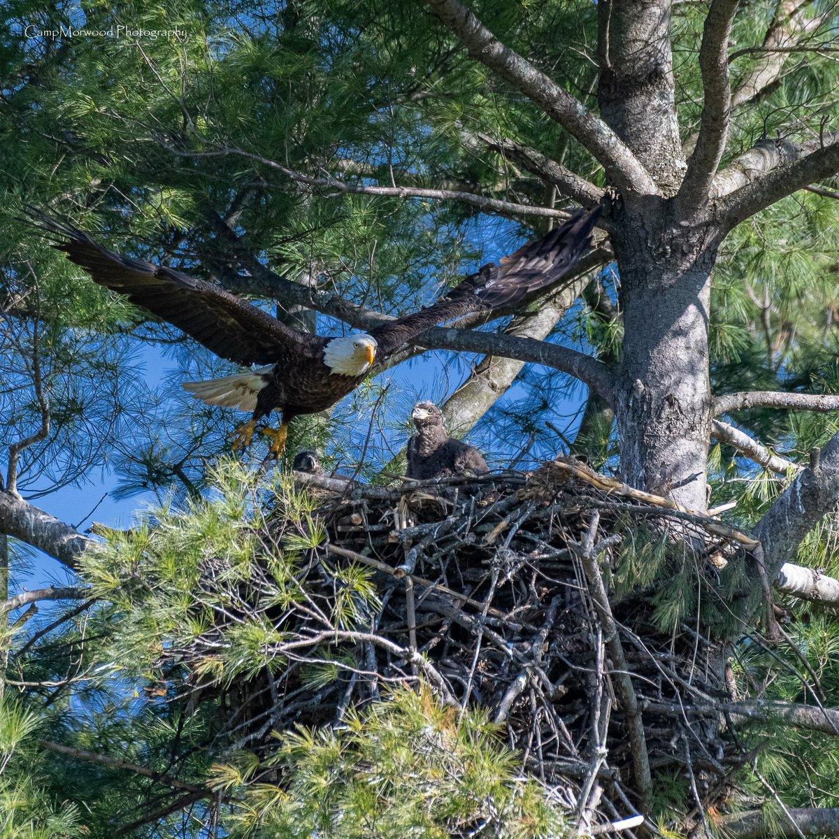 Campmorwood's tweet photo. Mom, Where you going?!!!🦅📸
#BaldEagle #WildlifePhotography #BirdPhotography #NaturePhotography #Eagle #AmericanBaldEagle #Wildlife #NatureLovers #CampMorwoodPhotography #BirdsofPrey #OutdoorPhotography https://t.co/kmPZLpLiw8
