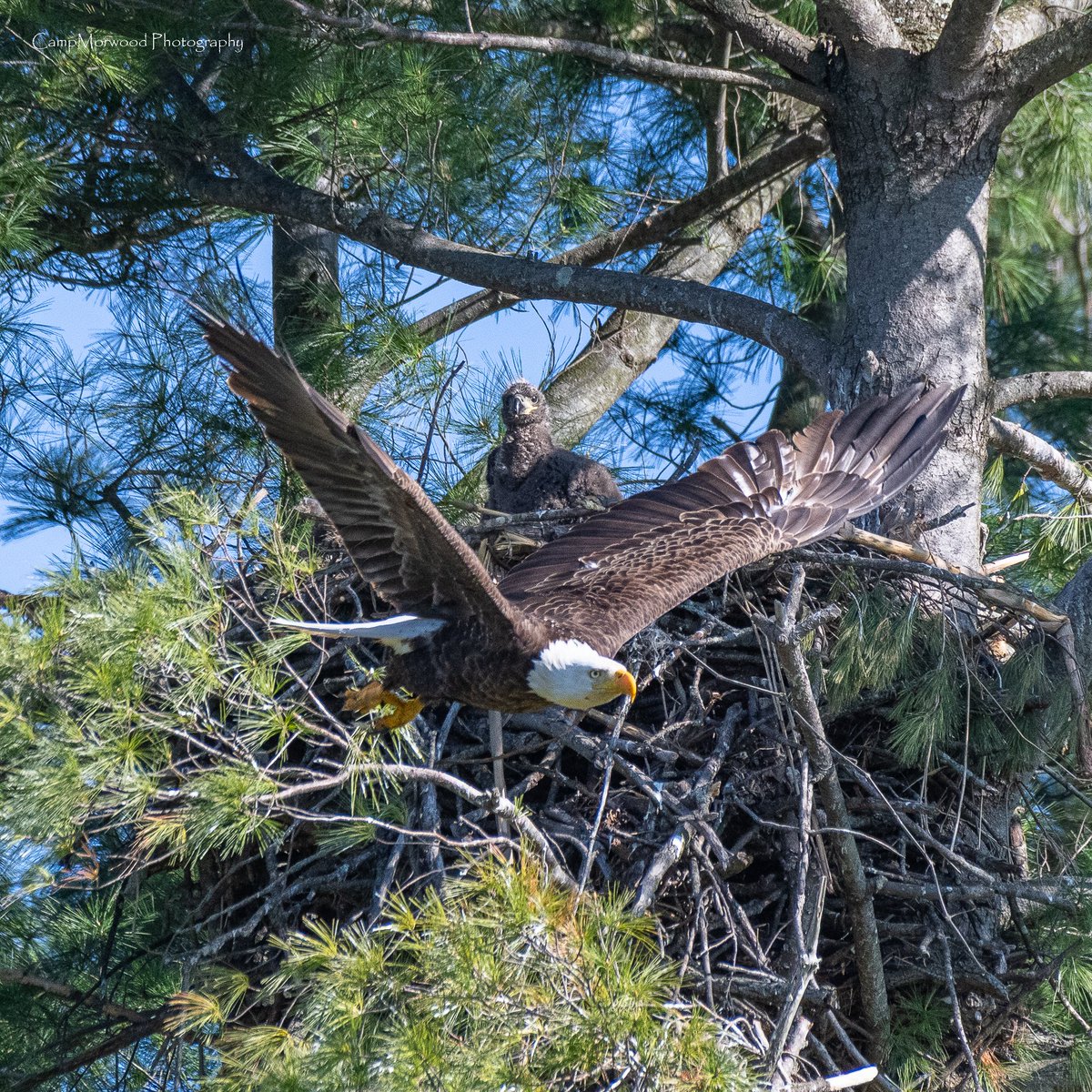 Campmorwood's tweet photo. Mom, Where you going?!!!🦅📸
#BaldEagle #WildlifePhotography #BirdPhotography #NaturePhotography #Eagle #AmericanBaldEagle #Wildlife #NatureLovers #CampMorwoodPhotography #BirdsofPrey #OutdoorPhotography https://t.co/kmPZLpLiw8