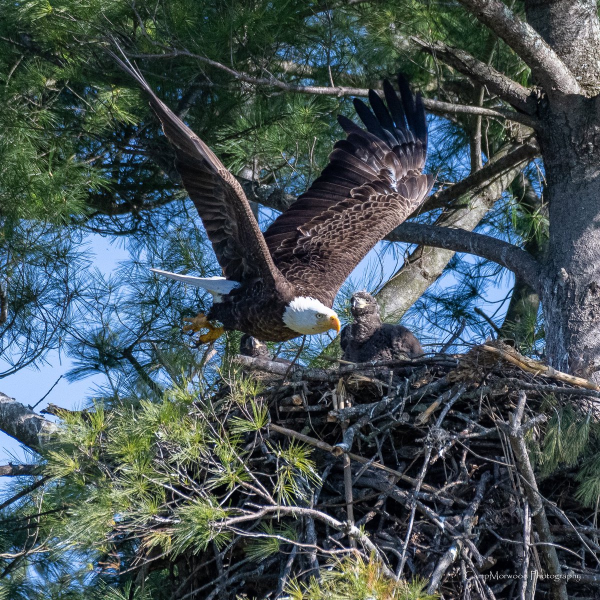 Campmorwood's tweet photo. Mom, Where you going?!!!🦅📸
#BaldEagle #WildlifePhotography #BirdPhotography #NaturePhotography #Eagle #AmericanBaldEagle #Wildlife #NatureLovers #CampMorwoodPhotography #BirdsofPrey #OutdoorPhotography https://t.co/kmPZLpLiw8