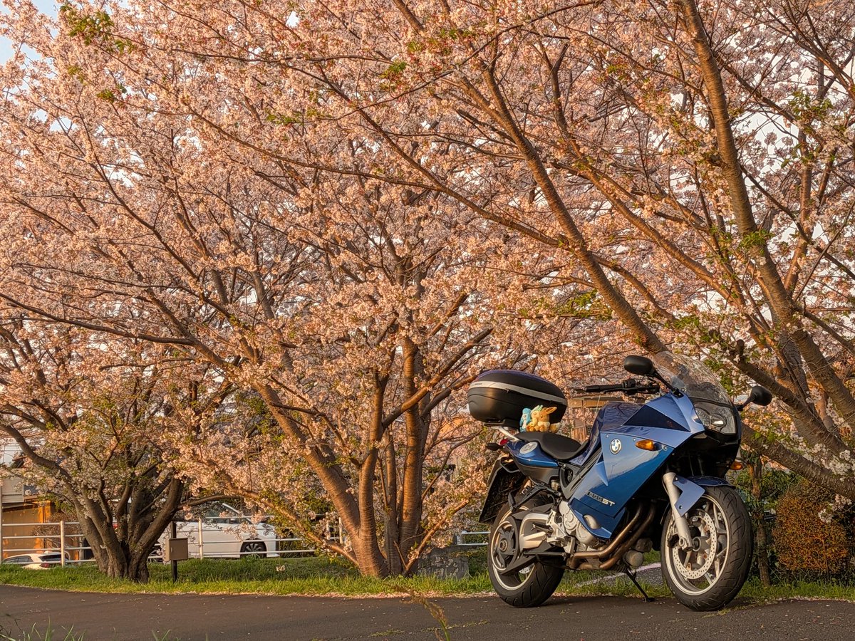 EVstrom2891's tweet photo. 2026.4.7
ひさびさの実家函南へ帰ったので🏍️💨
母校函小前・五反田橋の桜並木をみにいったら今年も土手の菜の花とともにちょうどスゴく綺麗で🌸✨
夕方からはフジヤマもみれました🗻✨ #BMW #f800st #バイク乗りと繋がりたい #桜 #桜並木 #函南町 #バイクと桜 https://t.co/VmSfI5hIel