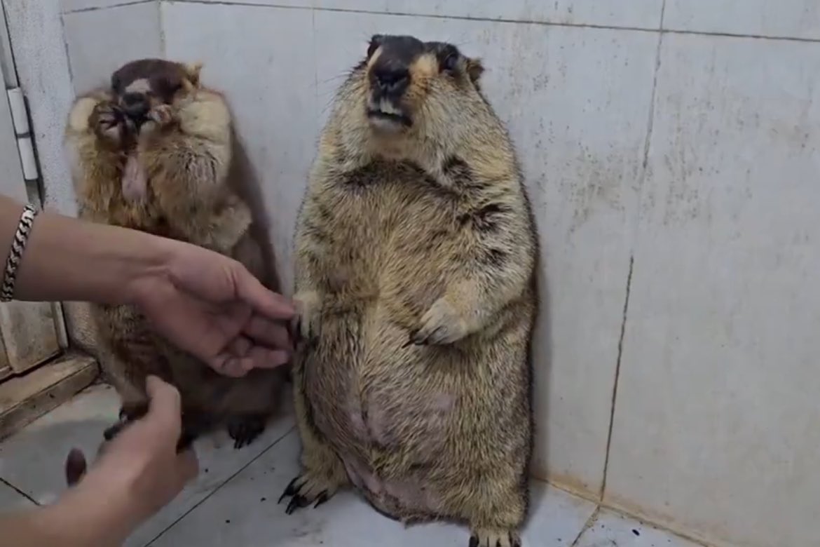 Shea Serrano tweet media