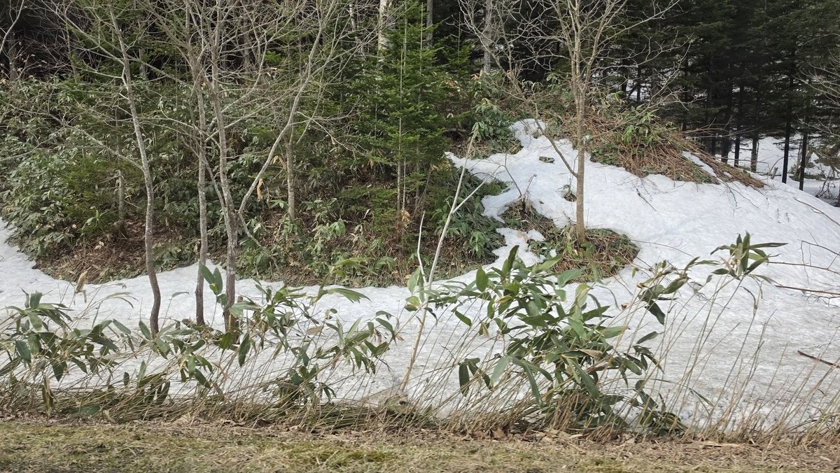 ハスカップファーム山口農園 tweet media