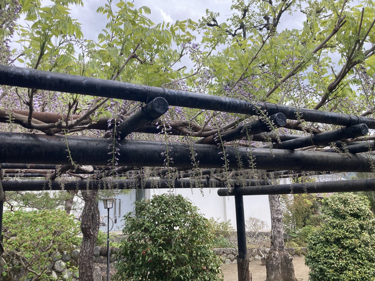 ome_yoshikawa's tweet image. おはようございます。
当館の開館時間は10:00~17:00、最終入館は16：30までとなります。
現在、館内のシャクナゲが見ごろです。主屋裏手ではフジの花が開き始めています。お出かけの際は雨にご注意ください。
皆様のお越しをお待ちしております。
 #青梅市 #記念館 #青梅市吉川英治記念館