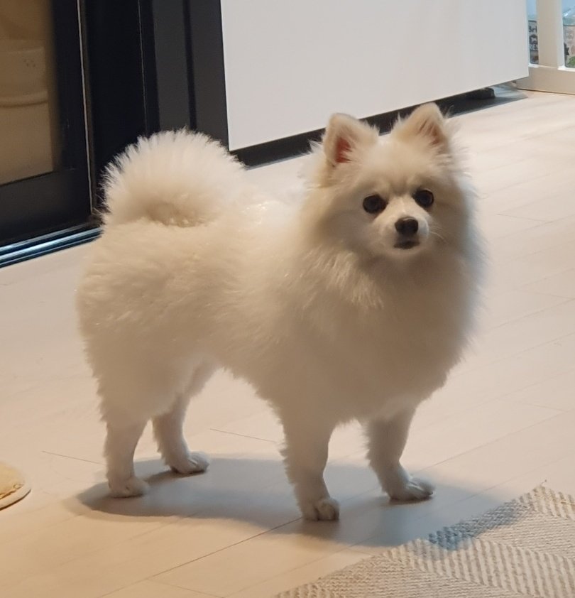 눈서리 tweet media