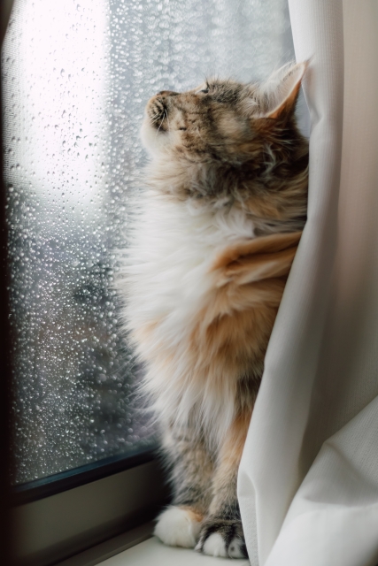 hiyori@楽天ROOM大好きブロガー😊 tweet media