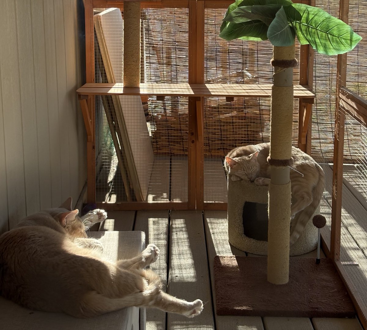 Enjoying the last rays of the day in their Catio. #Marshall and #Merlin ❤️