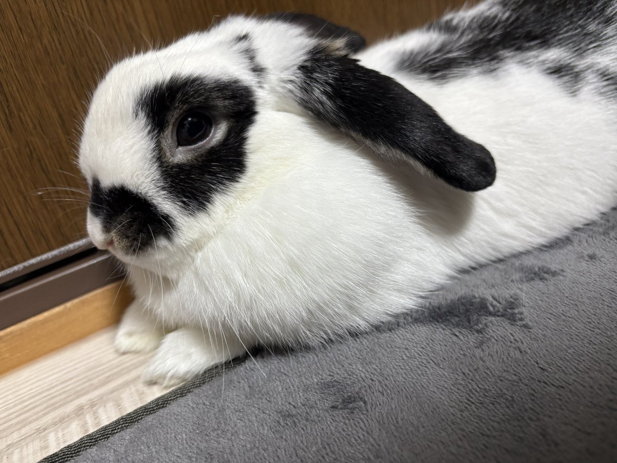 うさぎのミルちゃんꪔ̤̮ tweet media