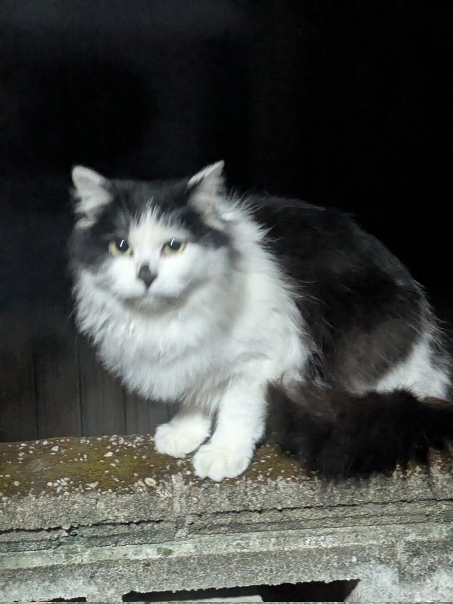 さがみ tweet media