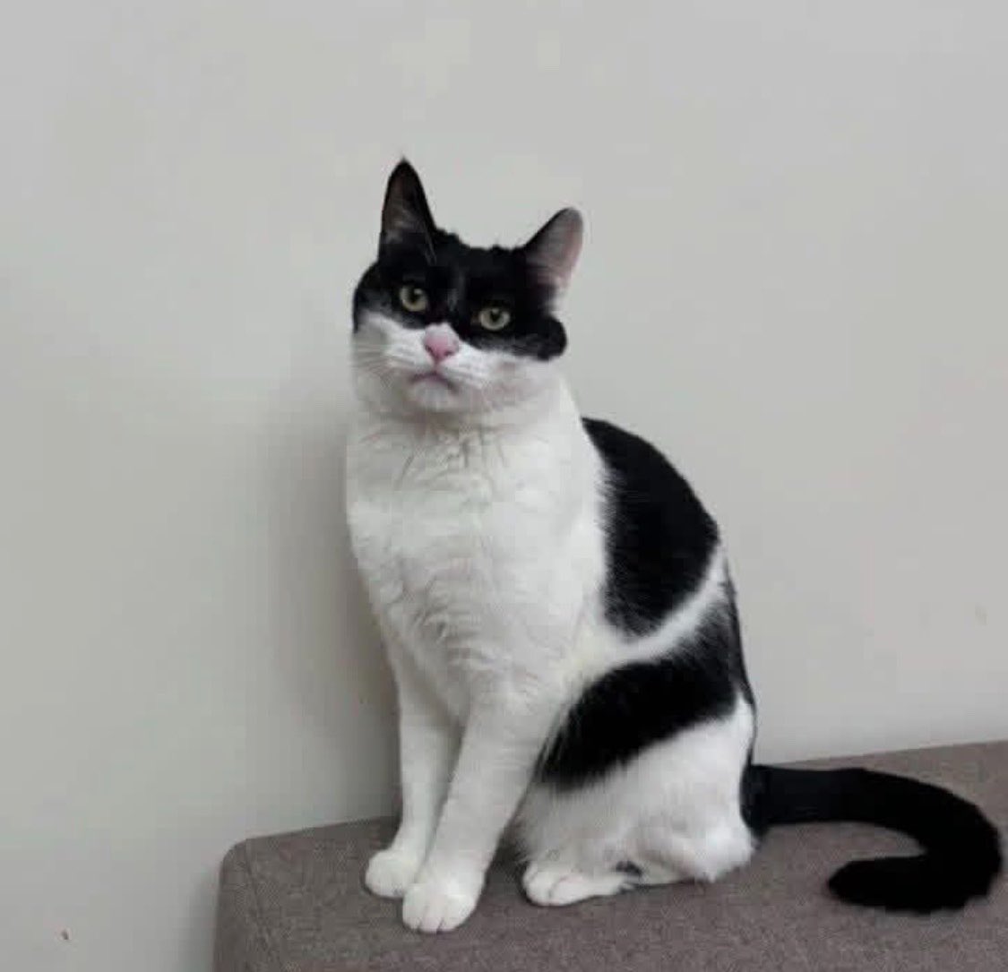 Diego Royet tweet media