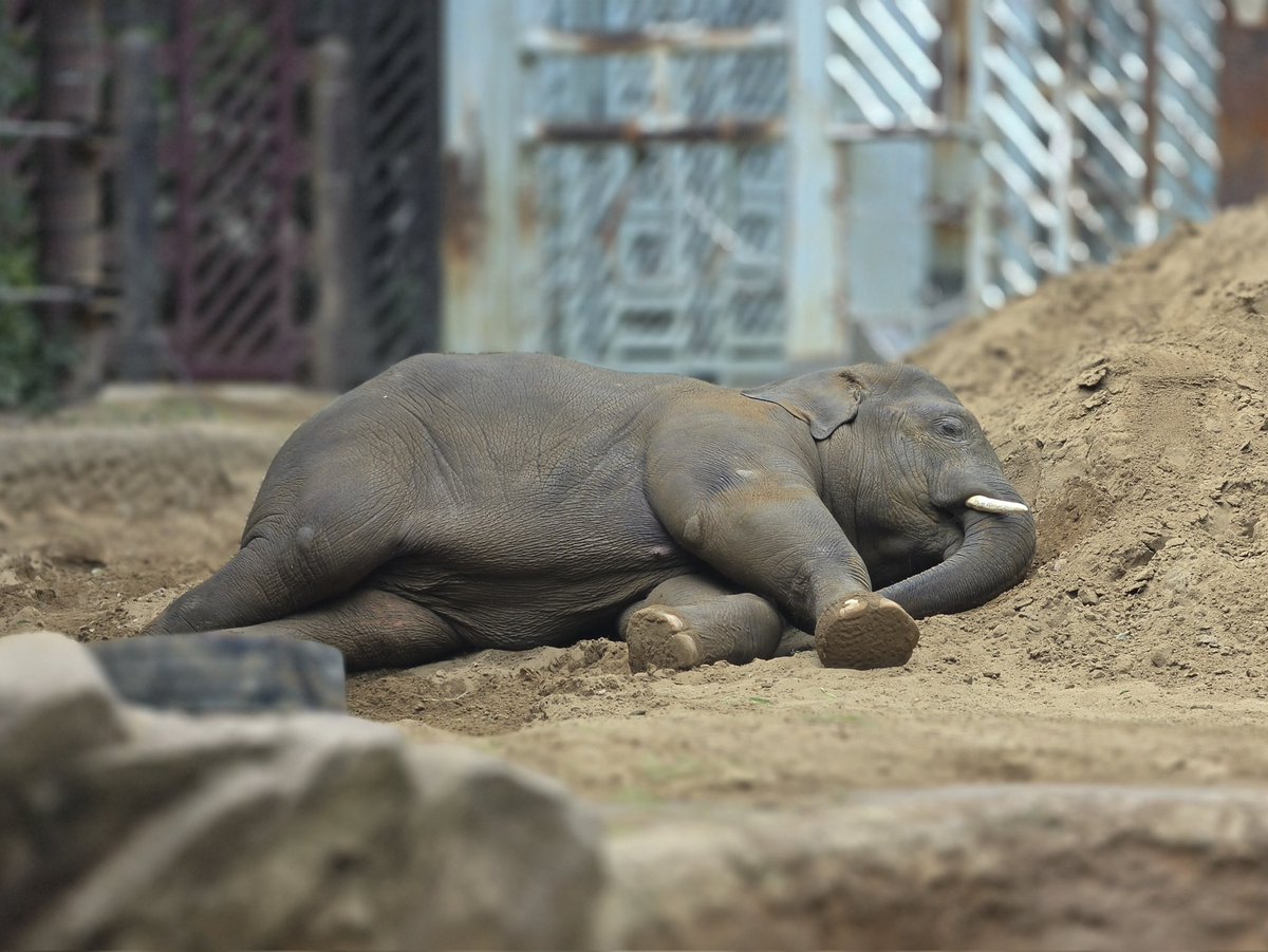 アルン🐘 tweet media