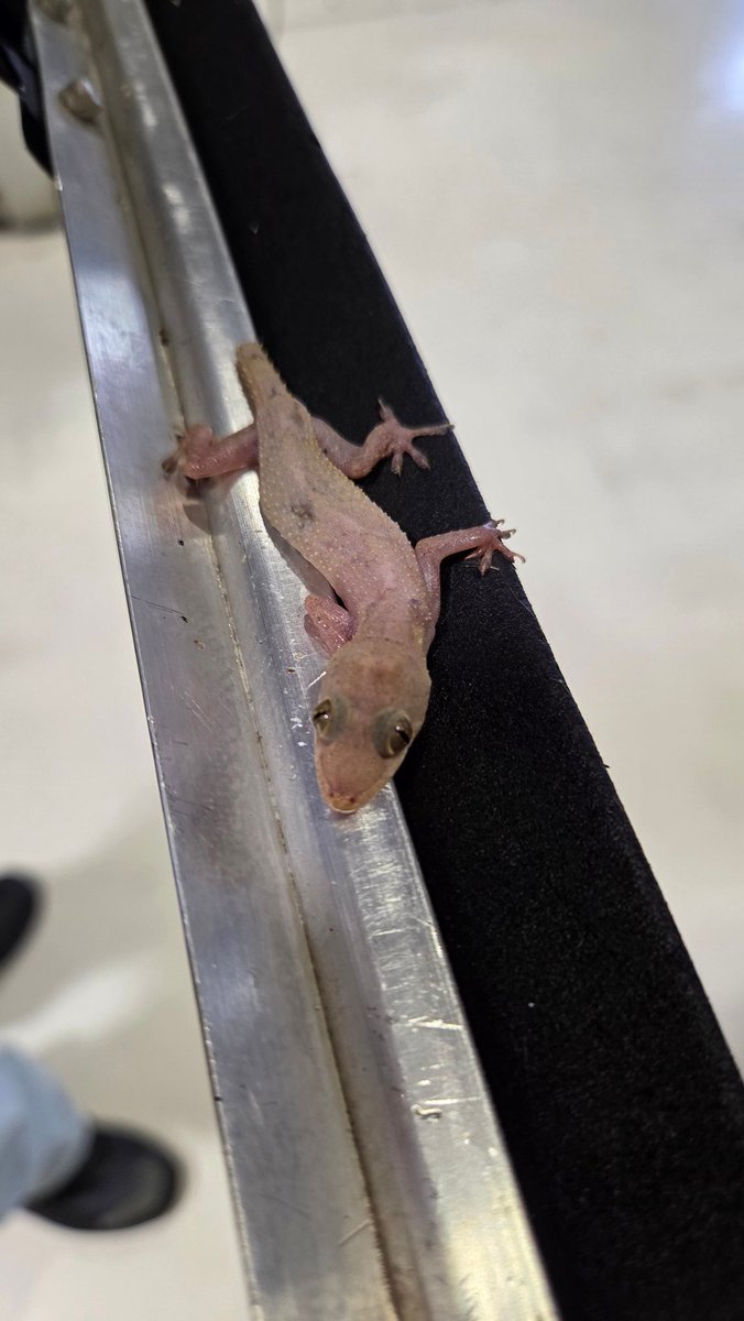 led da silva tweet media