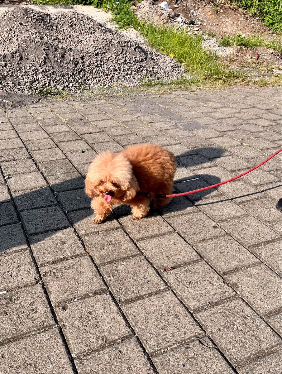 Foreign body tweet media