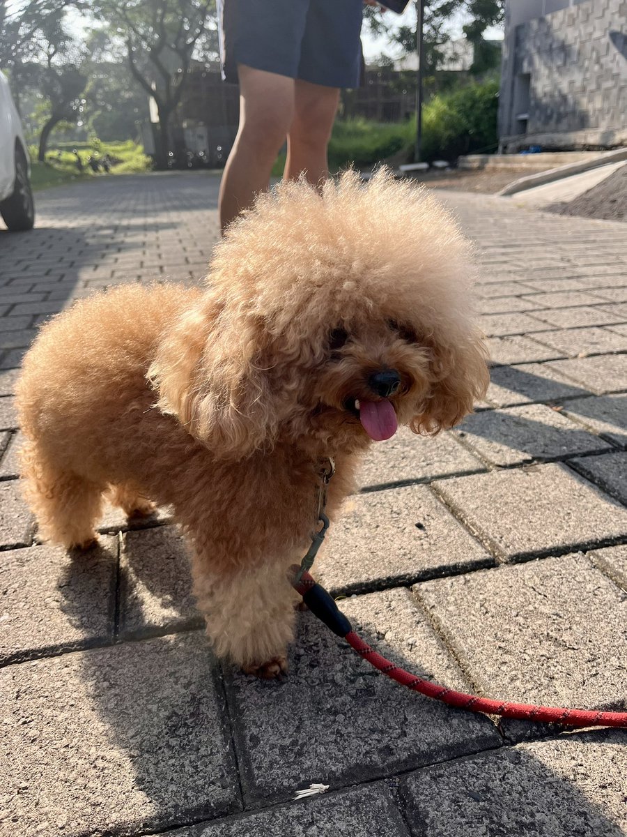 Foreign body tweet media