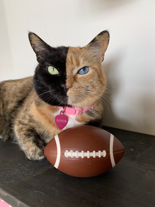 TheTwoFaceCat's tweet photo. Patriots or Rams? 🏈🏆
#superbowl #superbowlsunday https://t.co/tYA9yZ3Kcp