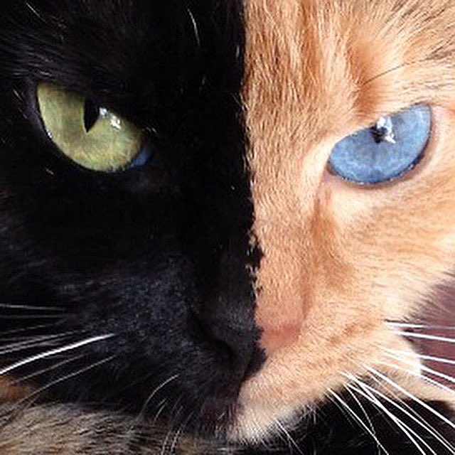 TheTwoFaceCat's tweet photo. #fbf from 2014 https://t.co/5kA3zOZ8v0