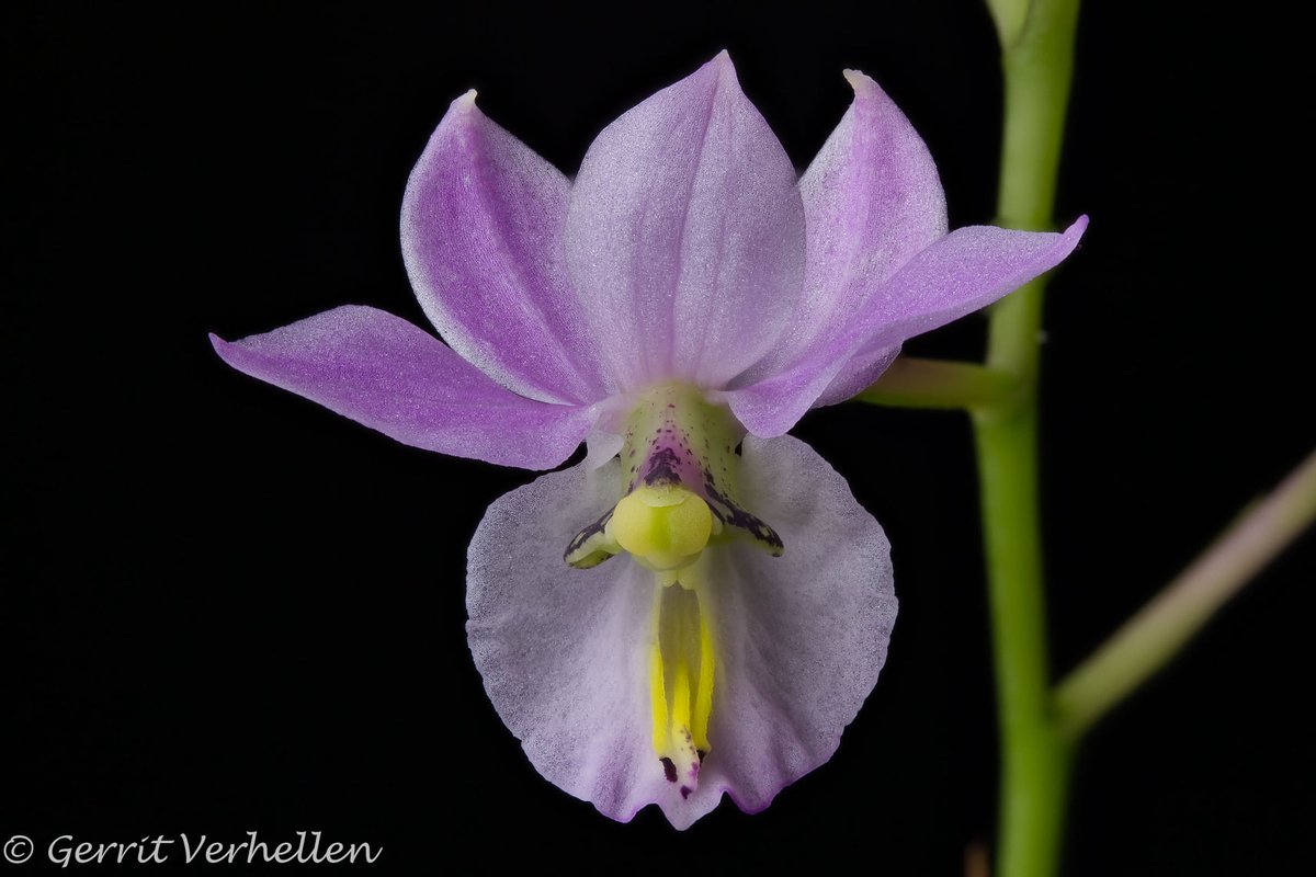 ConfidentialUn's tweet image. Barkeria whartoniana 

#orchids #plants