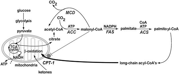 acetyl-coA carboxylase tweet media