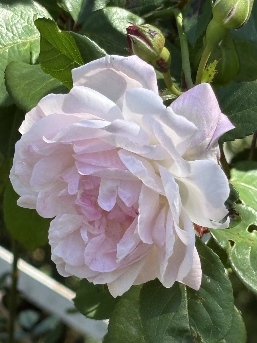 pargaien's tweet image. Bloom with Joy …It’s a beautiful #Wednesday morning 
 
#wednesdayvibe
#goodmorning