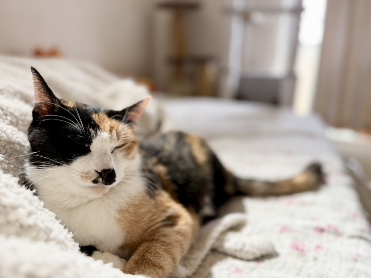 ドン・ぶっちゃ tweet media