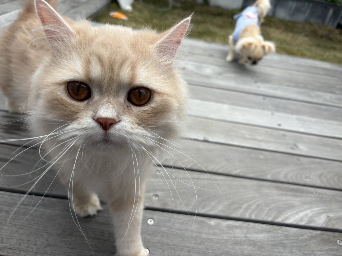 （本物）Aya🐸🍊 tweet media