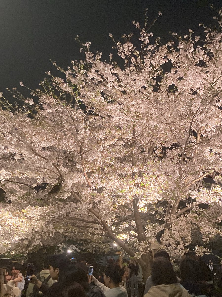 Pirates_Tokyo's tweet photo. 少し前ですが、千鳥ヶ淵の夜桜です。
友人とふらっと行ってみたのですが
やはり絶景です🌸

仕事もハードにやりながら
こういう日本の素敵な景色もたまに拝むのはいいですね✨

#千鳥ヶ淵 https://t.co/jRYnChphTc
