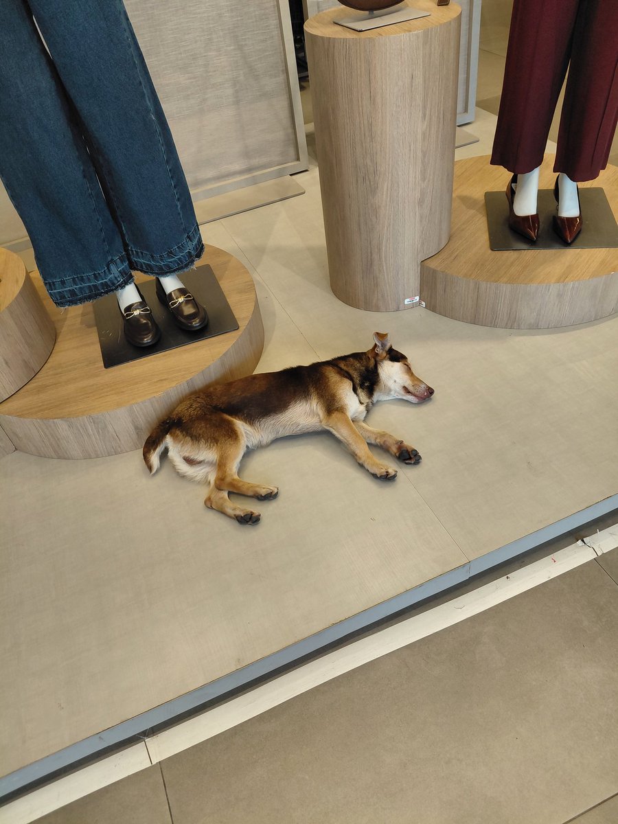 xande*✧.•₊°✶⊹ tweet media