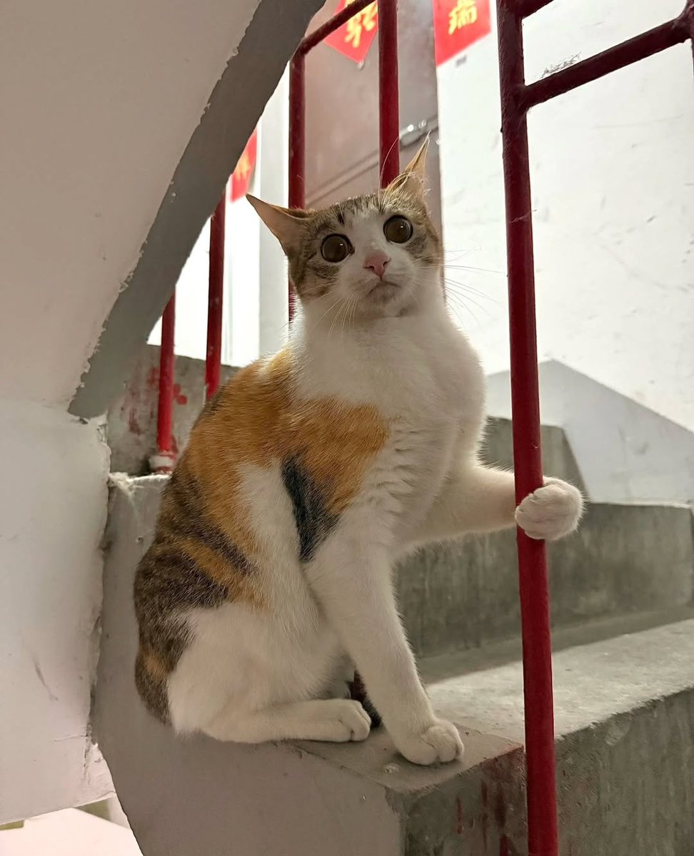 Daily Cat Posts tweet media