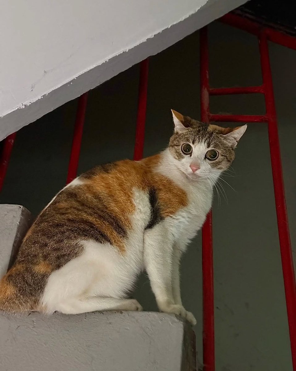 Daily Cat Posts tweet media