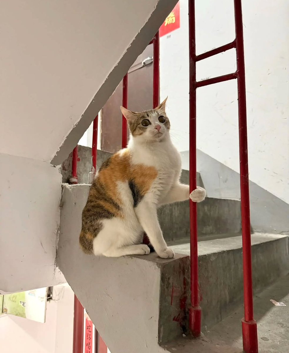 Daily Cat Posts tweet media