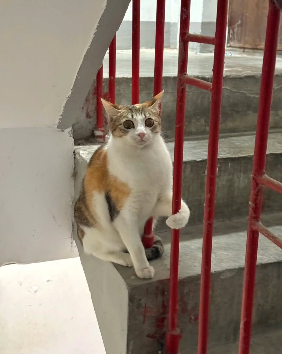 Daily Cat Posts tweet media