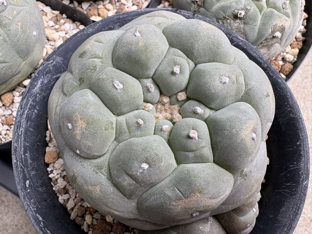 cactuspower tweet media