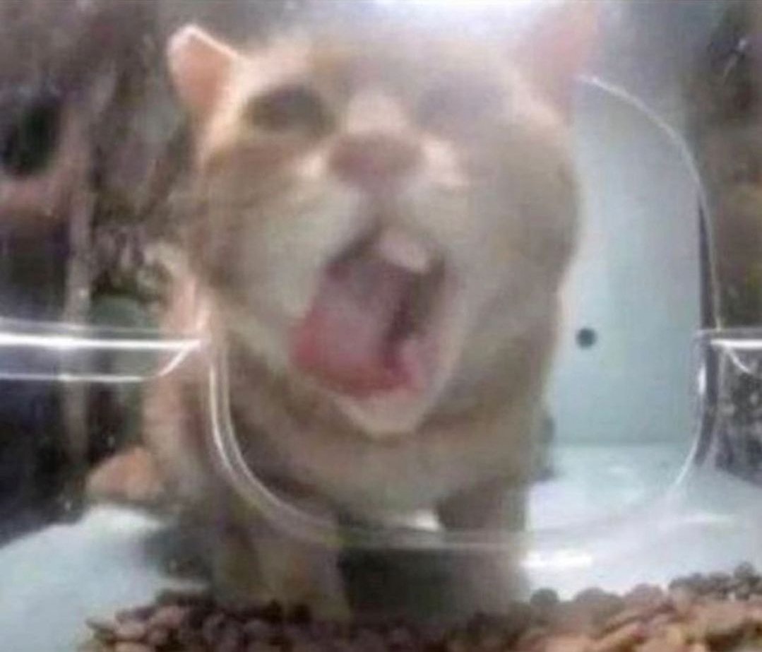 Cat, Anyways. tweet media