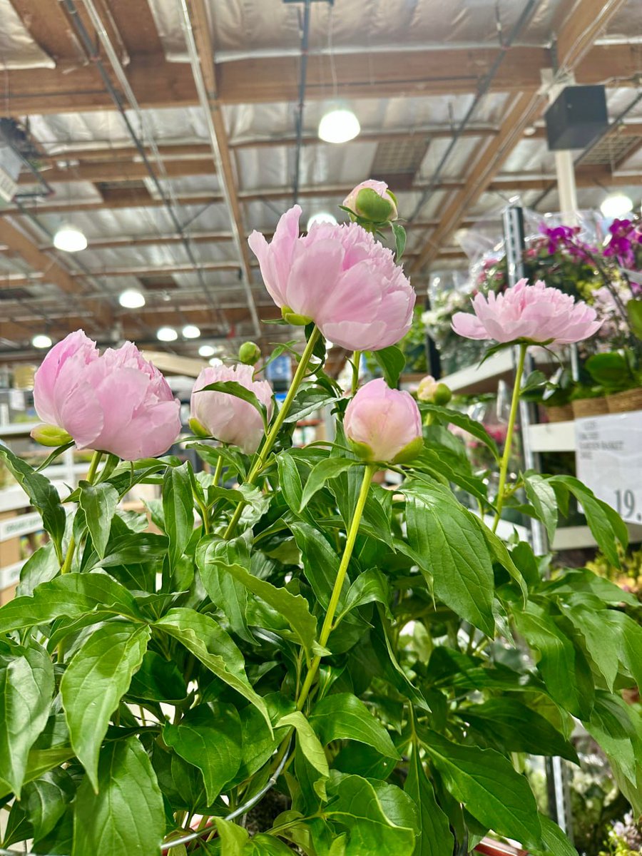 yohelara's tweet image. Blooming with beauty! 🌸✨ These pink peonies are the perfect pop of color to brighten your day #PeonyPerfection #FloralLove #ShopLocal