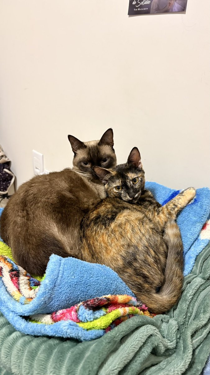 ju🧚♀️ tweet media