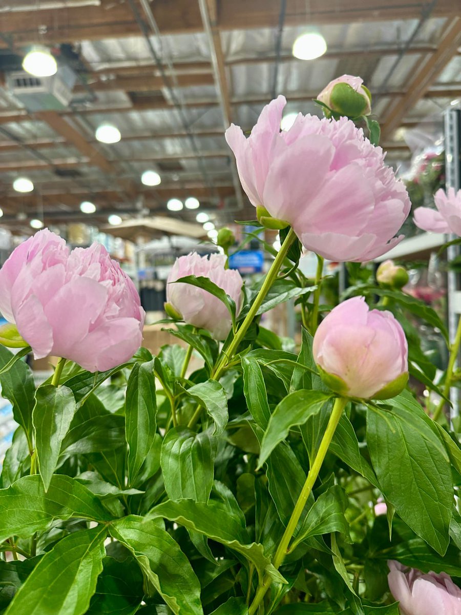 sheilairmuninda's tweet image. Blooming with beauty! 🌸✨ These pink peonies are the perfect pop of color to brighten your day #PeonyPerfection #FloralLove #ShopLocal