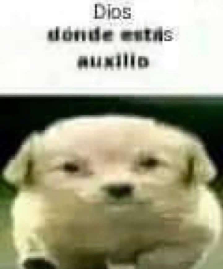 alice * studytwt tweet media