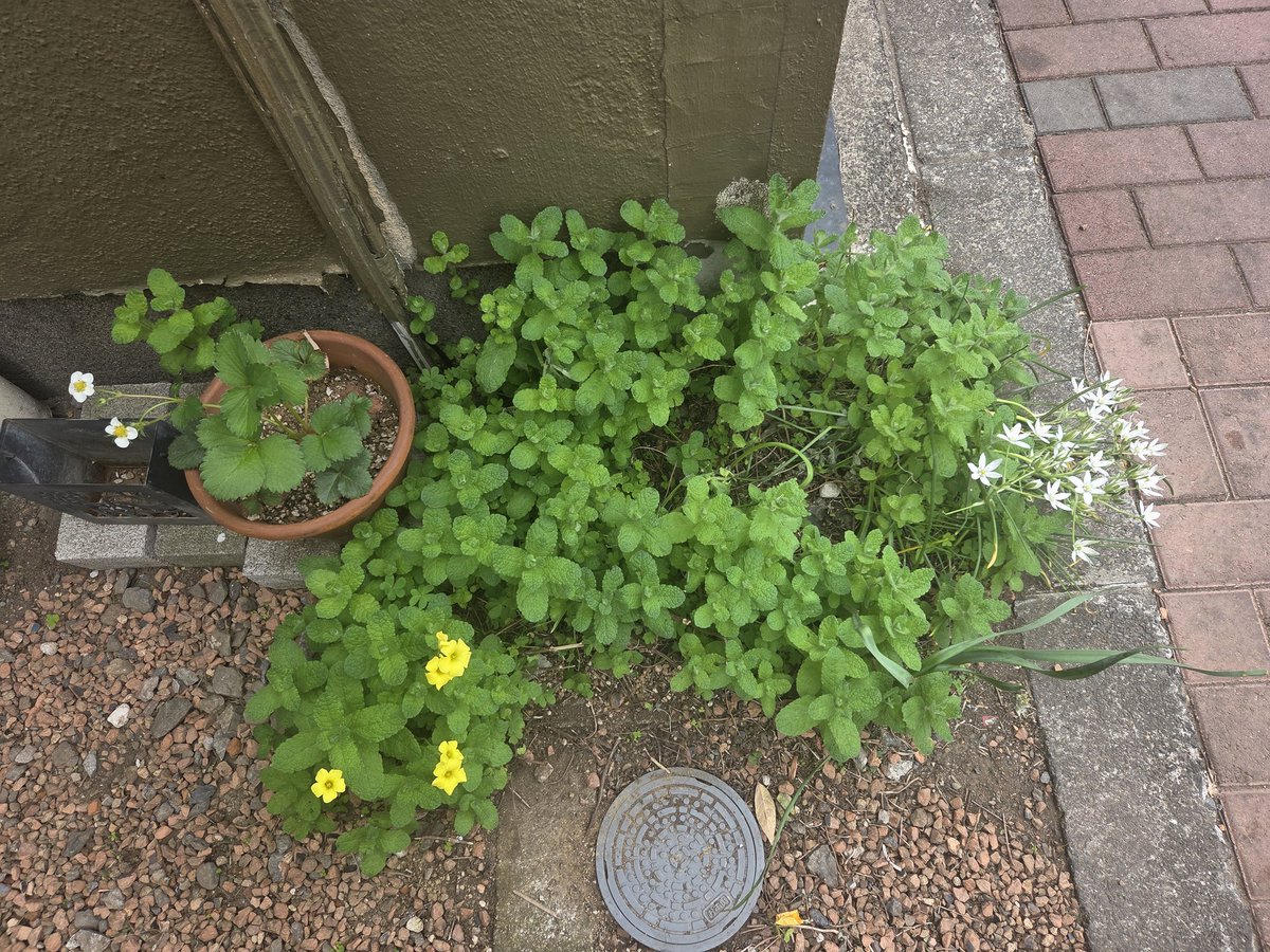 おはようございまーす。今日のごはんです。炊き込みごはんはタケノコはいってます🎋
いつもほっぽらかしの緑たち。
気がつくと近所の誰かが手入れをしてくれている。ありがとうございます🦉