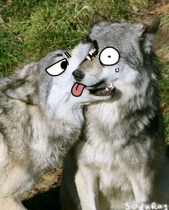 ⸸🜏𝕲𝖔𝖙𝖍 𝕻𝖆𝖕𝖎🜏⸸ 🇵🇷🌑🐺 DJ@TFF tweet media