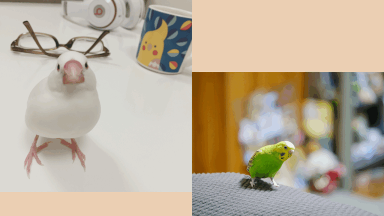 文鳥とセキセイインコ、どっちをお迎えする？ | 鳥くさいちゃんねる