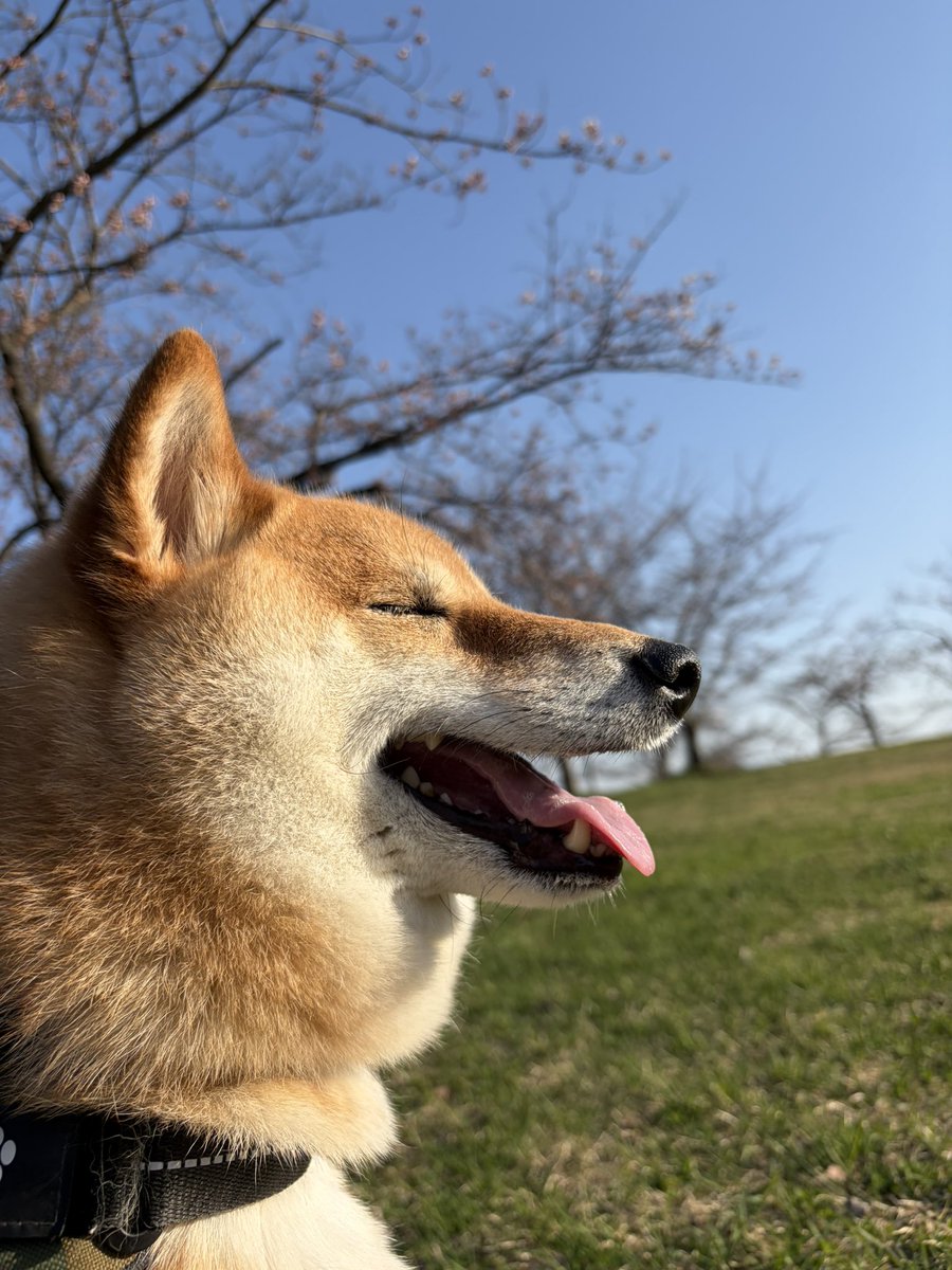 柴犬 ろん tweet media