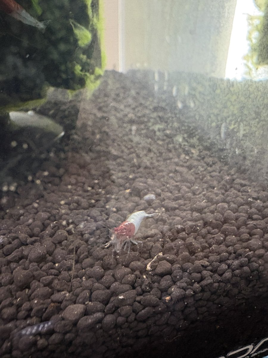 ドンちゃん🔰🔰🔰🔰🔰 tweet media