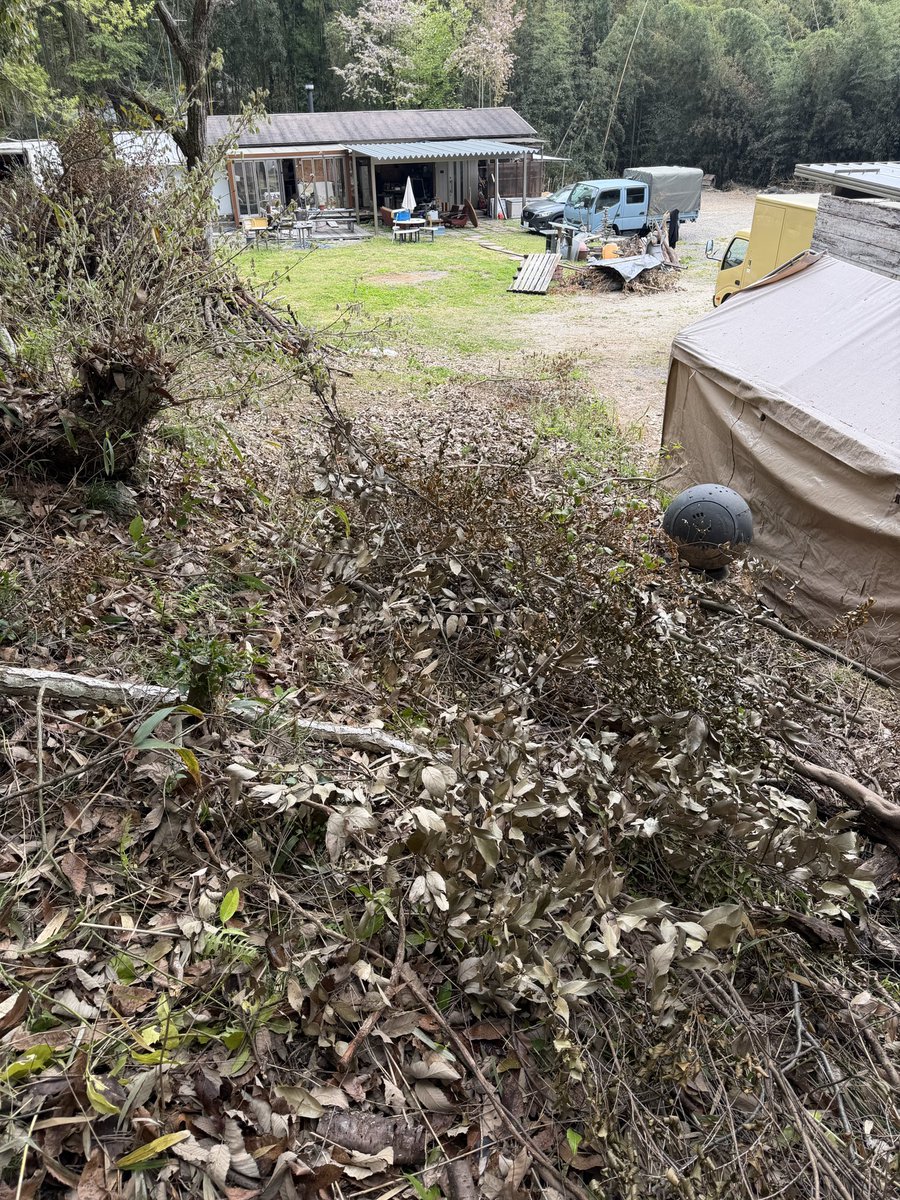 朝起こしてくれるから
朝型リズム復活

裏の桜が
元気になってきて
花の勢いが毎年良くなっていく
下草刈ったり周りの竹刈ったり
したからか

ってことは広げてる所も
手を入れたら
もっと茂ってくるかな